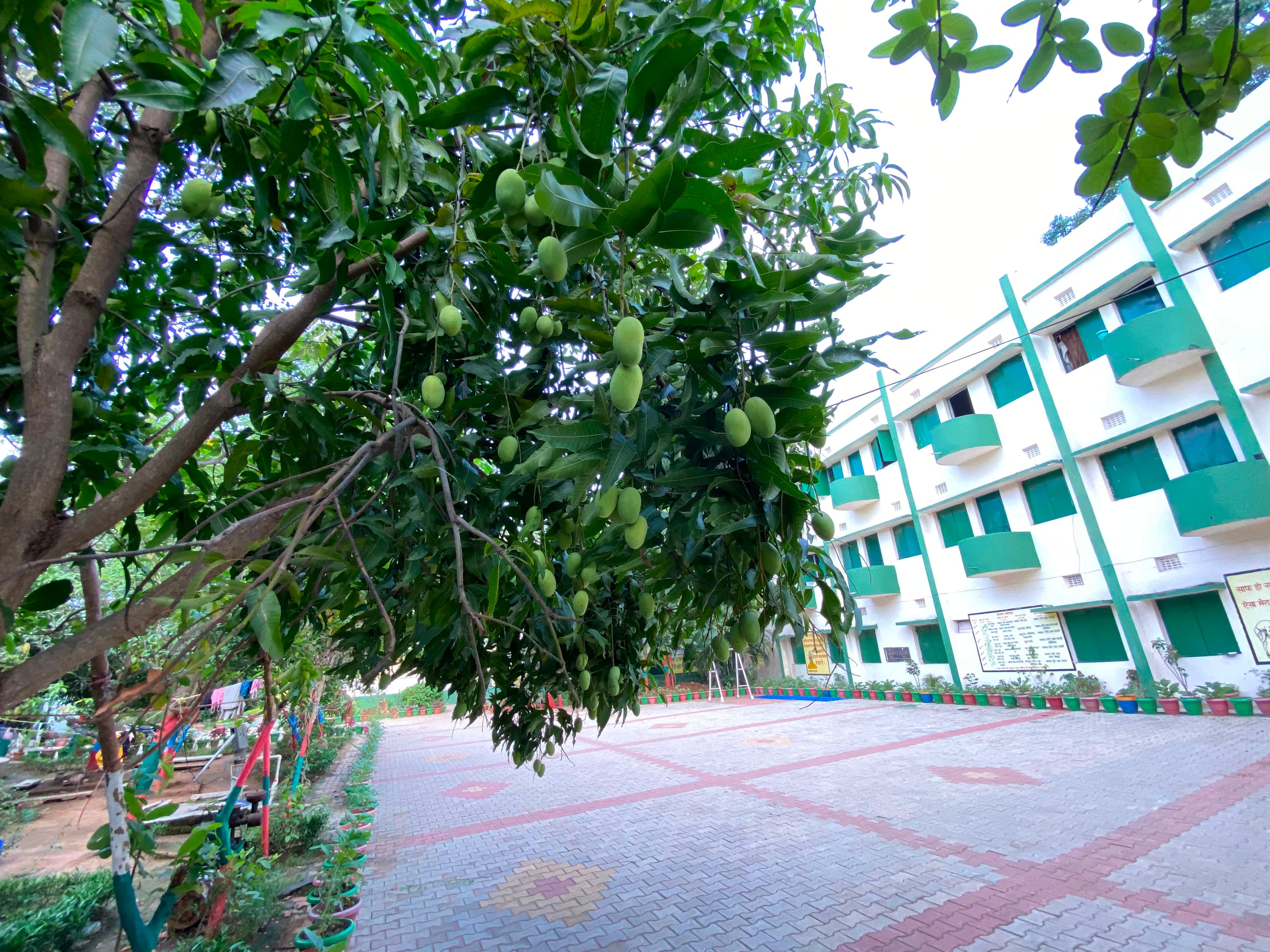 School Campus & Mango Trees